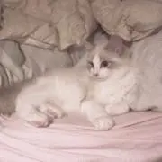 り