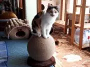 きんとん