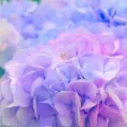 ひみゆし