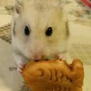 ちびっちゅ