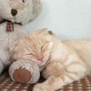 ほぴこの画像