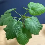 プルメリアの画像