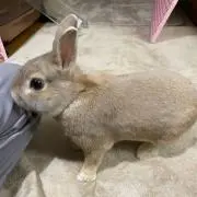 だだんだん