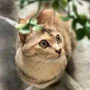 チャーミーkidsの画像