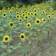 あぶぼの画像