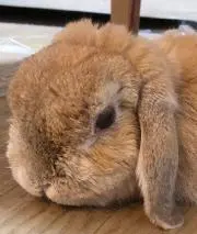 きなこ☆プロフィール必読☆の画像