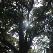 必ず購入前にプロフご確認下さいませの画像