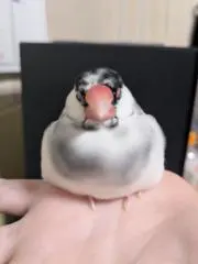 ローソクの画像