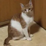 お茶好き♫断捨離頑張り中の画像