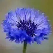 きっこの画像