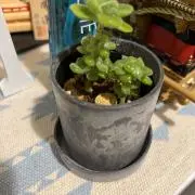 みぃMaMa
