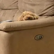 アツモムの画像