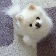 恋の画像
