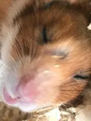 とまとの画像