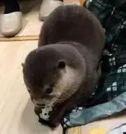 カワウソ君☺︎の画像