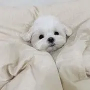 unknownの画像