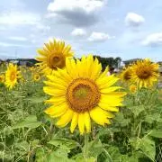 はな（お値下げしておりません）の画像