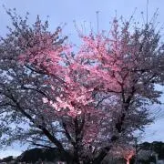 Yumiの画像