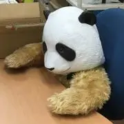 ひよっこの画像