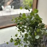 syの画像