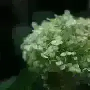 mimiの画像