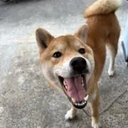 ゆーの画像
