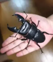 stagbeetle