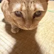 すすむchanの画像