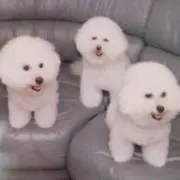 ぺこりんの画像