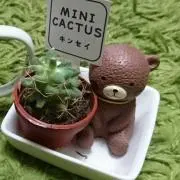 あいりすの画像