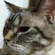 syuyuuの画像
