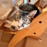 まつぴの画像