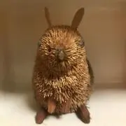 うさみみ