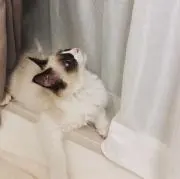マヨネーズの画像