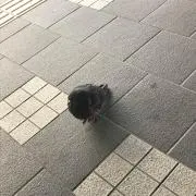 たかし