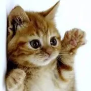 猫さん☆(値下げ交渉NG 即購入OK♪)の画像