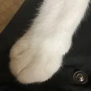 れいの画像