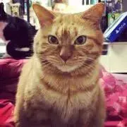 momoの画像