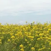モモ