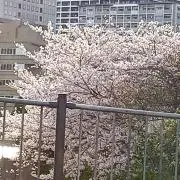 わんの画像