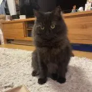 れんれんの画像