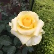みのただ（プロフお読み下さい）の画像