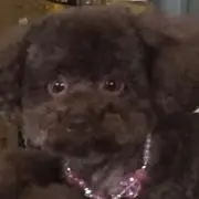 cocoの画像