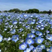 nico.nicoの画像