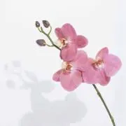 もっとみどりを。の画像
