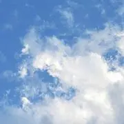エイのしっぽの画像