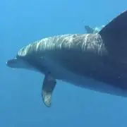 ぐりきりんの画像