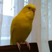 damaの画像