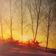 モチモチの木の画像