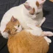 ればこの画像